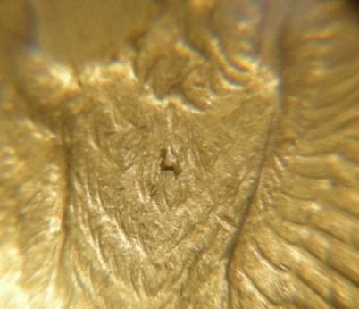 Morgan-1878-S-With-Small-Lump-On-Eagle